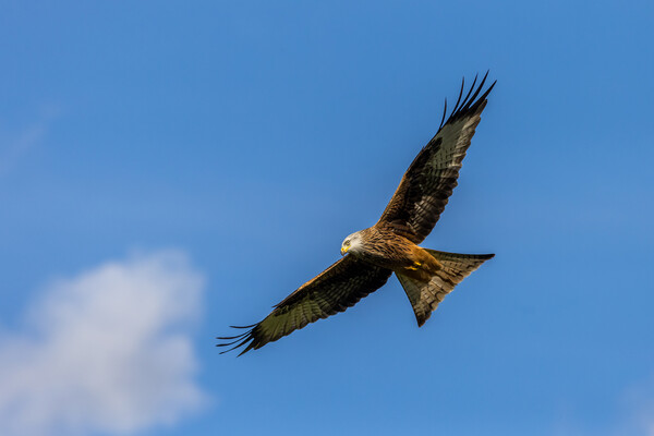 Red Kite (Milvus milvus) Picture Board by chris smith