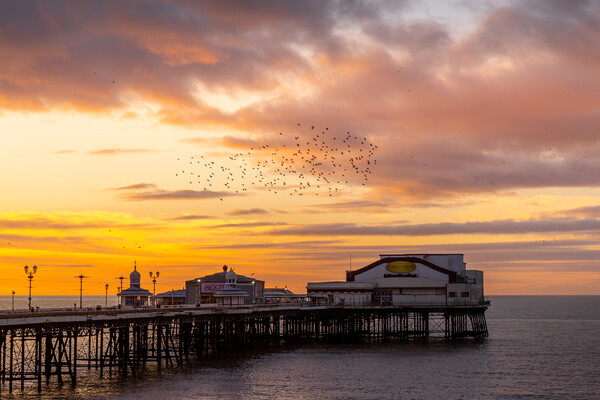 Blackpool Sunset Starling murmuration  Picture Board by chris smith