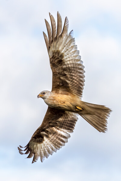 Rare white-coloured red kite Picture Board by chris smith