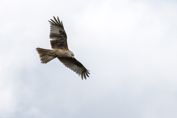 Rare white-coloured red kite  Picture Board by chris smith