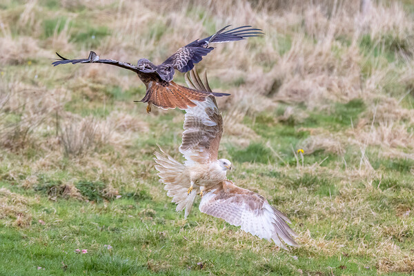 Rare white-coloured red kite Picture Board by chris smith