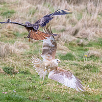 Buy canvas prints of Rare white-coloured red kite by chris smith