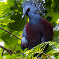 Buy canvas prints of Victoria crowned pigeon (Goura victoria) by chris smith
