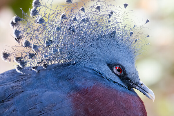 Victoria crowned pigeon (Goura victoria) Picture Board by chris smith