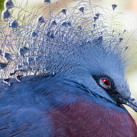 Buy canvas prints of Victoria crowned pigeon (Goura victoria) by chris smith