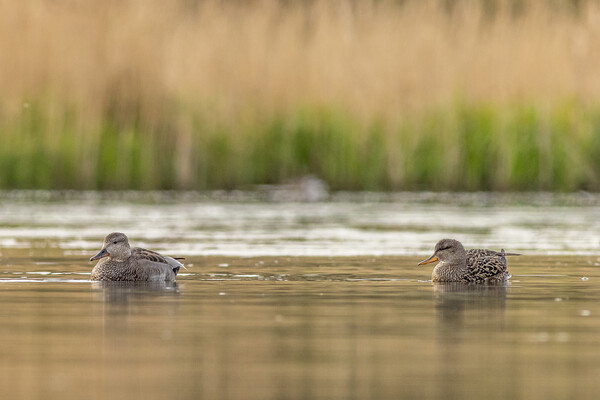 Gadwall (Anas strepera) Picture Board by chris smith