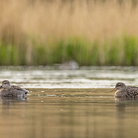 Buy canvas prints of Gadwall (Anas strepera) by chris smith