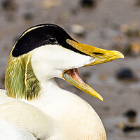 Buy canvas prints of Eider (Somateria mollissima) by chris smith