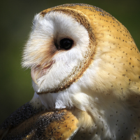 Buy canvas prints of wild barn owl by chris smith