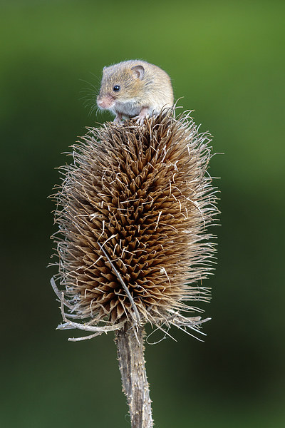 Harvest mouse Picture Board by chris smith