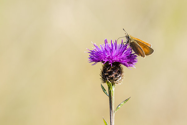 Small Skipper (Thymelicus sylvestris) Picture Board by chris smith