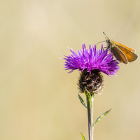 Buy canvas prints of Small Skipper (Thymelicus sylvestris) by chris smith