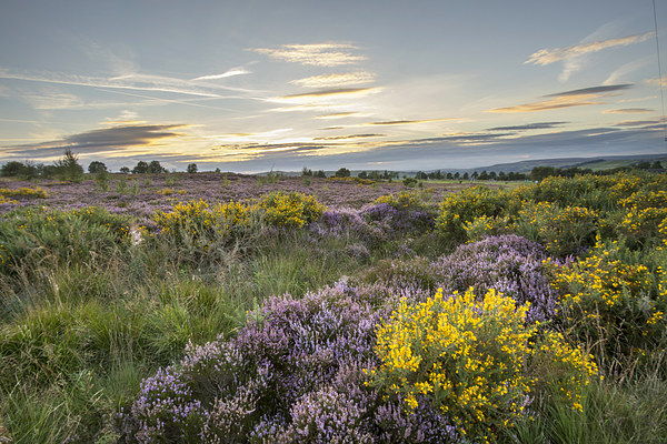 Heather in flower at sunset  Picture Board by chris smith