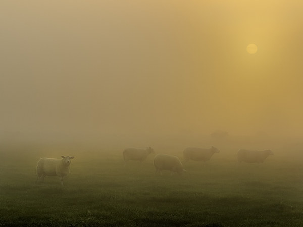 Sheep at sunrise Picture Board by chris smith