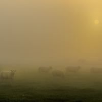 Buy canvas prints of Sheep at sunrise by chris smith