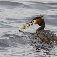 Buy canvas prints of Great crested grebe by chris smith