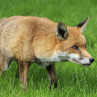 Buy canvas prints of Red Fox  by chris smith