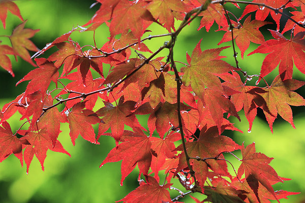Autumn maple leaves  Picture Board by chris smith