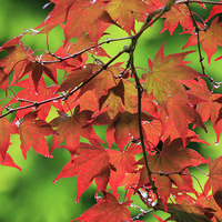 Buy canvas prints of Autumn maple leaves  by chris smith