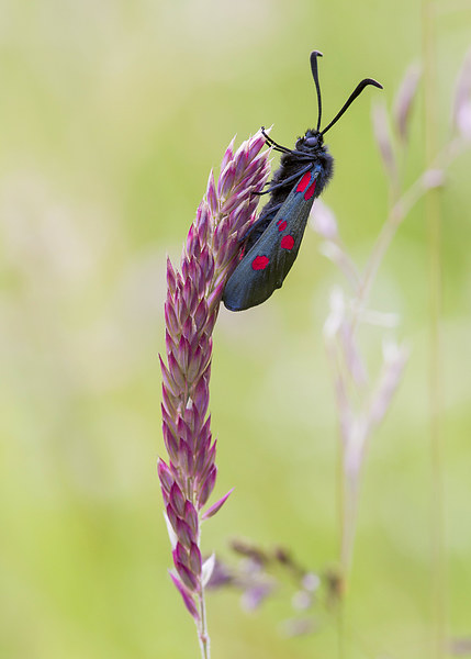 5-spot Burnet Picture Board by chris smith