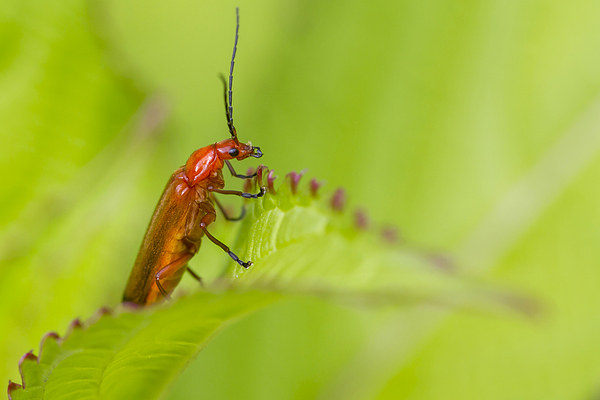 Beetle (Rhagonycha fulva) Picture Board by chris smith