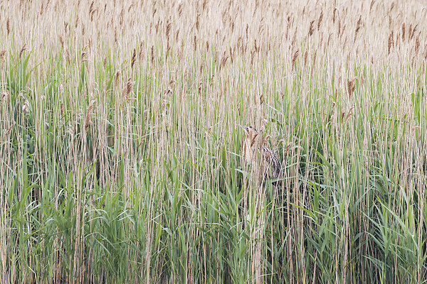 Bittern (Botaurus stellaris) Picture Board by chris smith