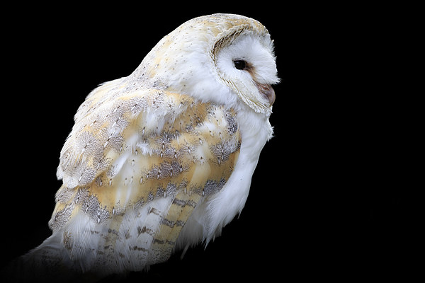 Barn owl (Tyto alba) Picture Board by chris smith