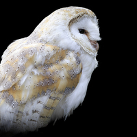 Buy canvas prints of Barn owl (Tyto alba) by chris smith