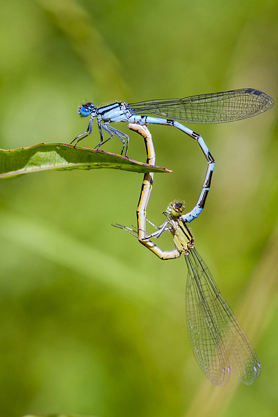 Common Blue Damselflies. Picture Board by chris smith