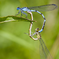 Buy canvas prints of Common Blue Damselflies. by chris smith