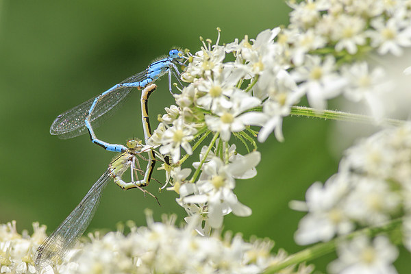 Damselflies mating. Picture Board by chris smith