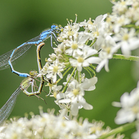 Buy canvas prints of Damselflies mating. by chris smith