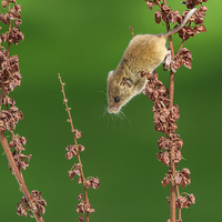 Buy canvas prints of Harvest mouse by chris smith