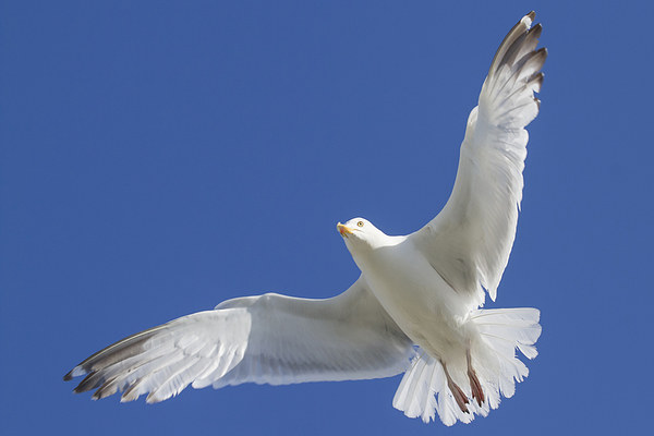 Herring Gull. Picture Board by chris smith