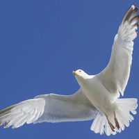 Buy canvas prints of Herring Gull. by chris smith