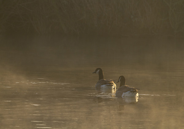 Canada Goose on a misty morning.  Picture Board by chris smith