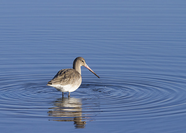 Godwit Picture Board by chris smith