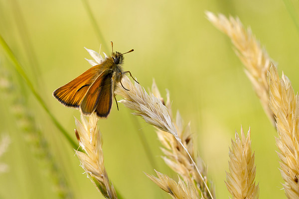 Small Skipper (Thymelicus sylvestris). Picture Board by chris smith