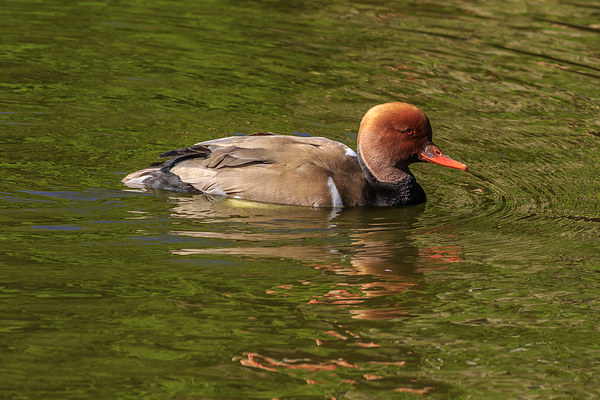Red-crested Pochard,  Picture Board by chris smith