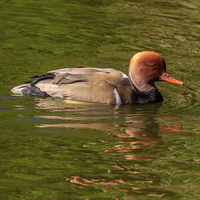 Buy canvas prints of Red-crested Pochard,  by chris smith