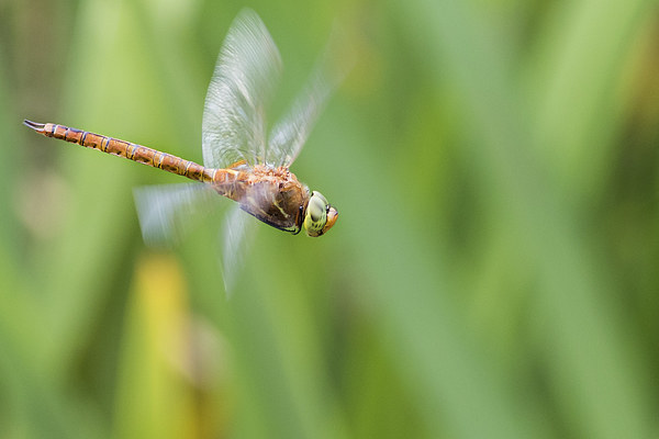Norfolk Hawker. Picture Board by chris smith