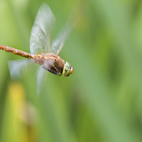 Buy canvas prints of Norfolk Hawker. by chris smith