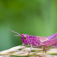 Buy canvas prints of Pink Grasshopper by chris smith