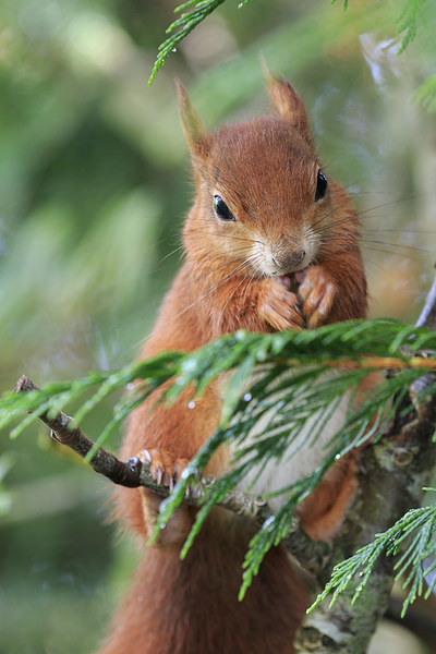 Red squirrel (Sciurus vulgaris)  Picture Board by chris smith