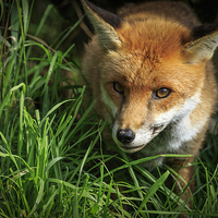 Buy canvas prints of Red Fox (Vulpes vulpes) by chris smith