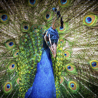 Buy canvas prints of peacock. by chris smith
