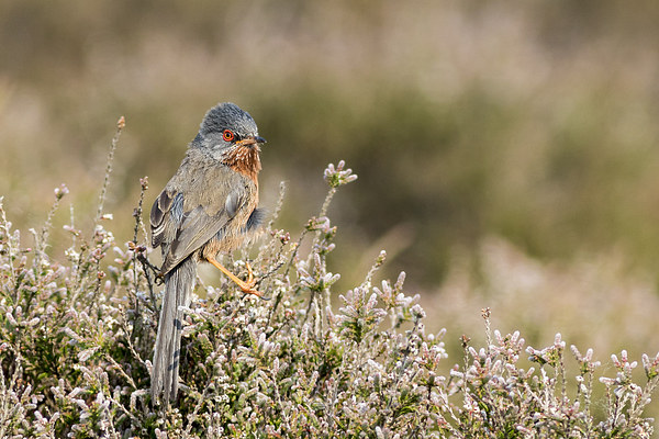 Dartford warbler (Sylvia undata). Picture Board by chris smith