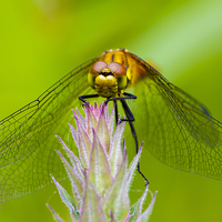 Buy canvas prints of Dragonfly. by chris smith
