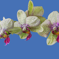 Buy canvas prints of Orchid by chris smith