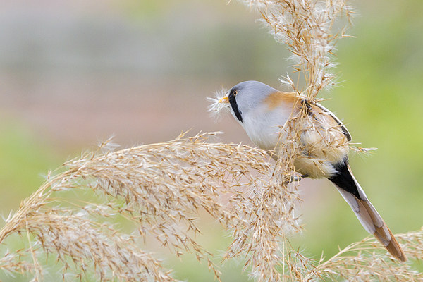 Bearded Tit ( Panurus biarmicus ) Picture Board by chris smith
